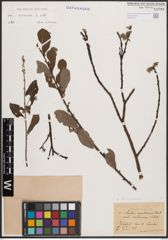Foto von Salix cinerea L.
